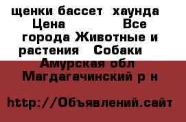 щенки бассет- хаунда › Цена ­ 20 000 - Все города Животные и растения » Собаки   . Амурская обл.,Магдагачинский р-н